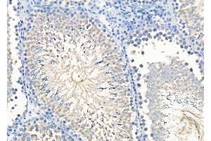ABIN6264553 and ABIN6279706 at 1/100 staining Rat testis tissue by IHC-P. (RAB11FIP1 anticorps  (N-Term))