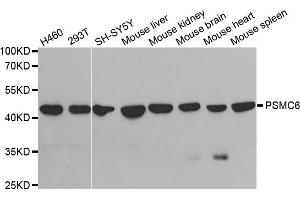 Western blot analysis of extracts of various cell lines, using PSMC6 antibody. (PSMC6 anticorps)