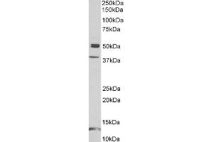 ABIN1590139 (1µg/ml) staining of Human Frontal Cortex lysate (35µg protein in RIPA buffer). (NPX1 anticorps  (Internal Region))