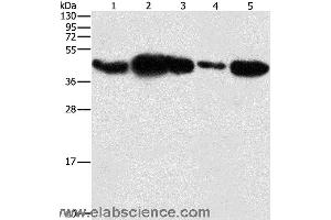 Western blot analysis of HepG2 cell and human fetal placenta tissue, 293T cell and human testis tissue, NIH/3T3 cell, using PGK2 Polyclonal Antibody at dilution of 1:600