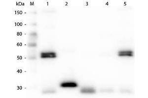 Western Blot of Anti-Rat IgG (H&L) (CHICKEN) Antibody . (Poulet anti-Rat IgG (Heavy & Light Chain) Anticorps (Alkaline Phosphatase (AP)) - Preadsorbed)