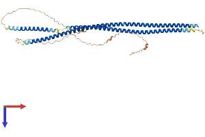 AlphaFold protein structure predicition of Mouse Recombinant Krt35 Protein, UniprotID Q497I4