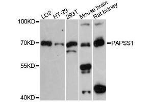 Western blot analysis of extracts of various cell lines, using PAPSS1 antibody. (PAPSS1 anticorps  (AA 190-260))
