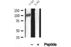 Western blot analysis of extracts of K-562 cells, using GADD34 antibody. (GADD34 anticorps)