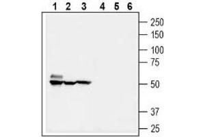 Western blot analysis of mouse brain lysate (lanes 1 and 4), rat kidney membranes (lanes 2 and 5) and mouse colon membranes (3 and 6): - 1-3.