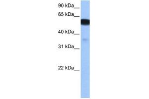 NHEDC1 antibody used at 0. (NHEDC1 anticorps  (N-Term))