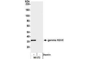 Western Blotting (WB) image for anti-gamma Histone Variant H2AX (GAMMA-H2AX) (Ser140) antibody (ABIN7449557) (gamma H2AX anticorps  (Ser140))