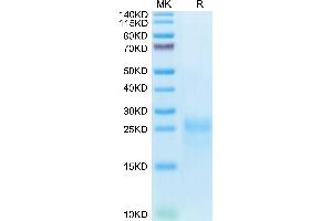 Cynomolgus CTLA-4 on Tris-Bis PAGE under reduced condition.