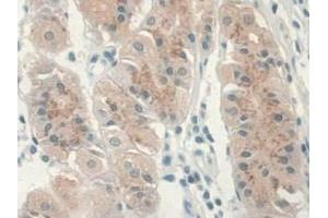 Detection of GREM1 in Human Stomach Tissue using Monoclonal Antibody to Gremlin 1 (GREM1)