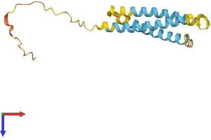 AlphaFold protein structure predicition of Human Recombinant NINJ1 Protein, UniprotID Q92982
