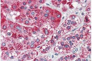 Human Adrenal (formalin-fixed, paraffin-embedded) stained with F2RL1 antibody ABIN337049 at 5 ug/ml followed by biotinylated anti-mouse IgG secondary antibody ABIN481714, alkaline phosphatase-streptavidin and chromogen.