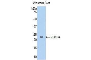 Western Blotting (WB) image for anti-Glyceraldehyde-3-Phosphate Dehydrogenase (GAPDH) (AA 154-324) antibody (ABIN1858959) (GAPDH anticorps  (AA 154-324))
