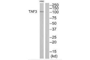 Western blot analysis of extracts from K562 cells, using TAF3 antibody. (TAF3 anticorps)