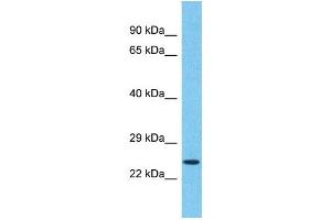 Western Blotting (WB) image for anti-Transmembrane Emp24 Protein Transport Domain Containing 5 (TMED5) (C-Term) antibody (ABIN2500383) (TMED5 anticorps  (C-Term))