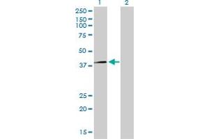 Western Blot analysis of RFC4 expression in transfected 293T cell line by RFC4 monoclonal antibody (M01), clone 1C12.
