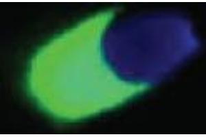 Immunocytochemistry staining of capacitated boar sperm. (Acrosin anticorps)