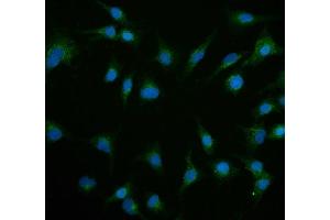 IF analysis of Contactin 1/CNTN1 using anti-Contactin 1/CNTN1 antibody (ABIN7600719).