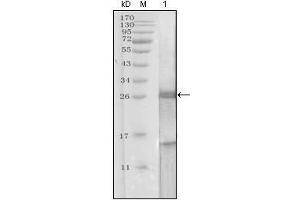 Western blot analysis using KLK3 mouse mAb against truncated KLK3 recombinant protein. (Prostate Specific Antigen anticorps  (AA 26-251))
