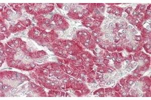 Detection of KLb in Human Pancreas Tissue using Polyclonal Antibody to Klotho Beta (KLb)