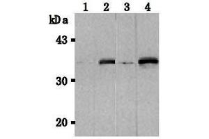 Western Blotting (WB) image for anti-Tumor Necrosis Factor (Ligand) Superfamily, Member 13b (TNFSF13B) antibody (ABIN1449224) (BAFF anticorps)