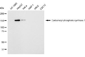 Western blotting analysis using Carbamoyl-phosphate synthase 1 antibody (ABIN7797865).