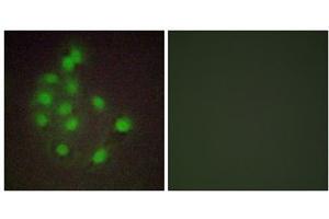 Immunofluorescence analysis of A549 cells, using HAND1 antibody. (HAND1 anticorps  (C-Term))