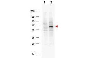 Western blot using  Protein A purified Mouse Monoclonal anti-Pdcd4 pS457 antibody shows detection of phosphorylated Pdcd4 (indicated by arrowhead at ~62 kDa) in NIH-3T3 cells after 5 min treatment with 30 ng/mL PDGF (lane 2). (PDCD4 anticorps  (pSer457))