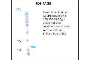 SDS-PAGE (SDS) image for Interleukin 1 eta (FIL1h) (Active) protein (ABIN5509788) (FIL1h Protéine)