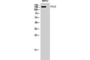 Western Blotting (WB) image for anti-Fms-Related tyrosine Kinase 3 (FLT3) (Ser387) antibody (ABIN3184641) (FLT3 anticorps  (Ser387))