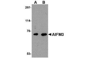 Western blot analysis of AIFM3 in human brain tissue lysate with AP30033PU-N AIFM3 antibody at (A) 1 and (B) 2 μg/ml. (AIFM3 anticorps  (Center))