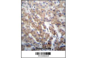 FGFRL1 Antibody immunohistochemistry analysis in formalin fixed and paraffin embedded human liver tissue followed by peroxidase conjugation of the secondary antibody and DAB staining. (FGFRL1 anticorps  (N-Term))