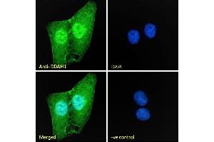 (ABIN184669) Immunofluorescence analysis of paraformaldehyde fixed U2OS cells, permeabilized with 0. (DDAH1 anticorps  (C-Term))