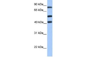 Western Blotting (WB) image for anti-Host Cell Factor C2 (HCFC2) antibody (ABIN2457963)