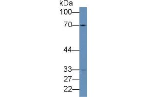 Rabbit Capture antibody from the kit in WB with Positive Control: Human lung lysate. (Hemopexin Kit CLIA)