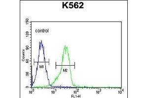 FA Antibody (N-term) (ABIN654099 and ABIN2843983) flow cytometric analysis of K562 cells (right histogram) compared to a negative control cell (left histogram). (FAM155A anticorps  (N-Term))