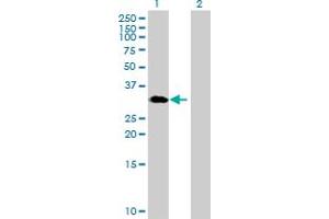 Western Blot analysis of GNPDA1 expression in transfected 293T cell line by GNPDA1 MaxPab polyclonal antibody. (GNPDA1 anticorps  (AA 1-289))