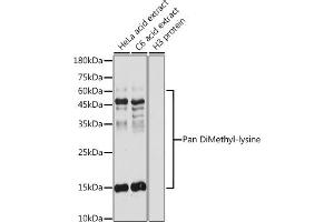 Western blot analysis of extracts of various cell lines, using Pan DiMethyl-lysine antibody (ABIN7266777) at 1:500 dilution. (Dimethyl-Lysine anticorps)