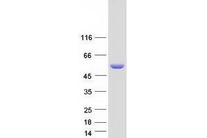 Validation with Western Blot