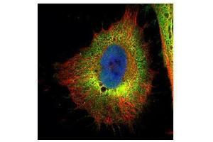 ICC/IF Image Confocal immunofluorescence analysis (Olympus FV10i) of paraformaldehyde-fixed HeLa, using Cofilin 1 (non-muscle), antibody (Green) at 1:500 dilution.