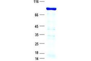 Validation with Western Blot