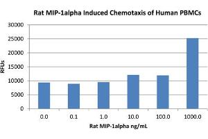 SDS-PAGE of Rat Macrophage Inflammatory Protein-1 alpha (CCL3) Recombinant Protein Bioactivity of Rat Macrophage Inflammatory Protein-1 alpha (CCL3) Recombinant Protein.