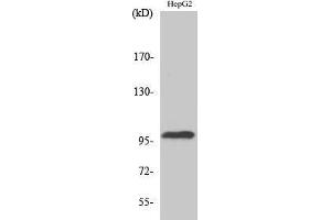 anti-Topoisomerase (DNA) III beta (TOP3B) (N-Term) antibody