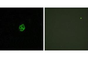 Peptide - +Western blot analysis of extracts from K562 cells, treated with PMA (1ng/ml, 15mins), using GPR151 antibody. (GPR151 anticorps  (Internal Region))