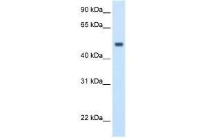 WB Suggested Anti-MAT1A Antibody Titration:  2. (MAT1A anticorps  (C-Term))