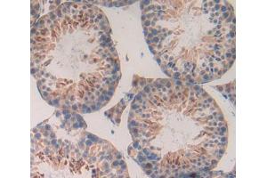 IHC-P analysis of Mouse Tissue, with DAB staining. (BAFF anticorps  (AA 68-302))