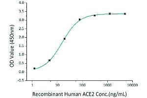 Immobilized Recombinant 2019-nCoV Spike S1-His-Avi at 2 μg/mL (100 μL/well) can bind Recombinant Human ACE2 with a linear range of 1. (SARS-CoV-2 Spike S1 Protein (His-Avi Tag))