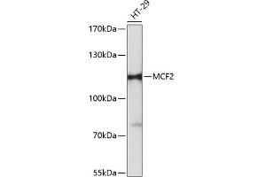 Western blot analysis of extracts of HT-29 cells, using MCF2 antibody (ABIN6133243, ABIN6143632, ABIN6143633 and ABIN6216611) at 1:3000 dilution. (MCF2 anticorps  (AA 872-1001))