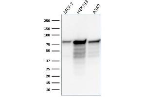 Western Blot Analysis of MCF-7, HEK-293, A549 lysate using MCM7 Mouse Monoclonal Antibody (MCM7/1466). (MCM7 anticorps  (AA 195-319))