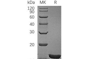 Western Blotting (WB) image for Interleukin 1 alpha (IL1A) protein (ABIN7321259) (IL1A Protéine)