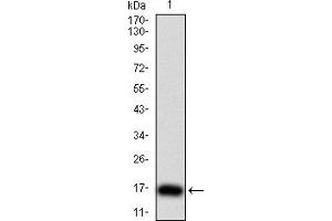 Western Blotting (WB) image for anti-Thyroid Stimulating Hormone, beta (TSHB) (AA 20-139) antibody (ABIN5933002) (TSHB anticorps  (AA 20-139))